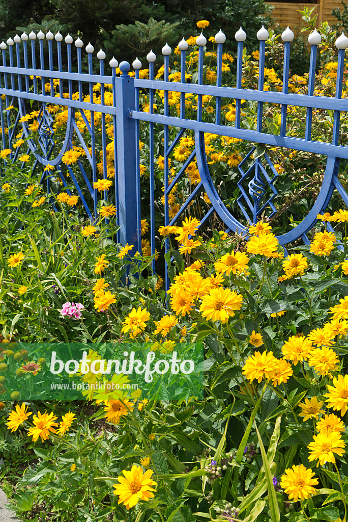 546039 - False sunflower (Heliopsis helianthoides) at a blue garden fence