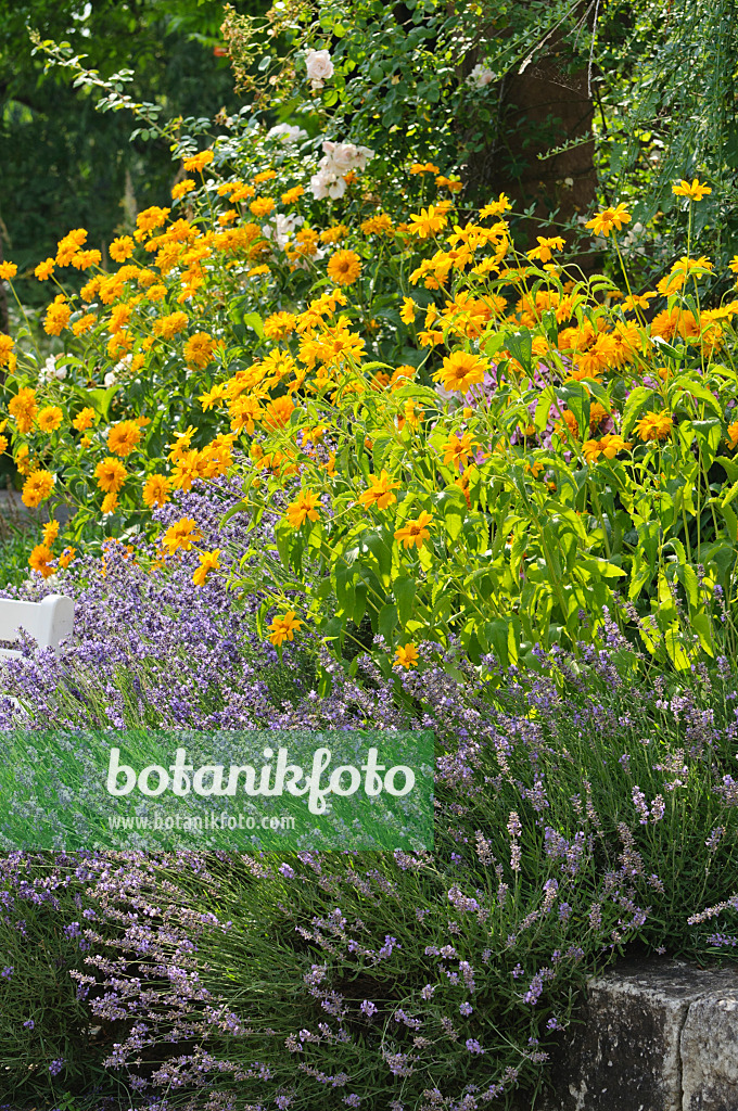 486126 - False sunflower (Heliopsis helianthoides) and common lavender (Lavandula angustifolia)