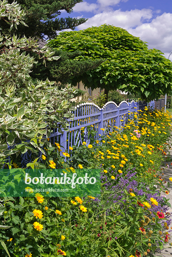 573004 - False sunflower (Heliopsis helianthoides) and common lavender (Lavandula angustifolia) at a blue garden fence