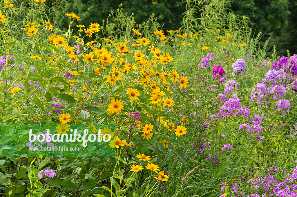 511084 - False sunflower (Heliopsis helianthoides) and garden phlox (Phlox paniculata)