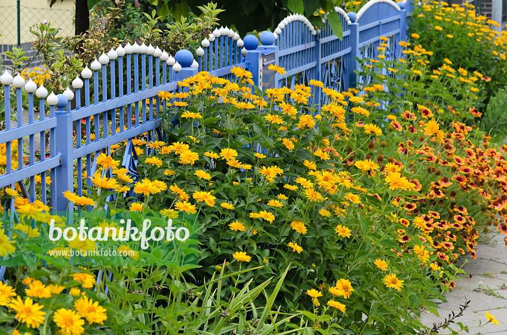 534185 - False sunflower (Heliopsis helianthoides) and great blanket flower (Gaillardia aristata) at a blue garden fence