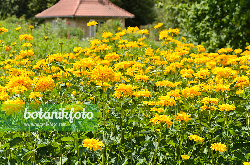 498001 - False sunflower (Heliopsis helianthoides var. scabra 'Sonnenschild')