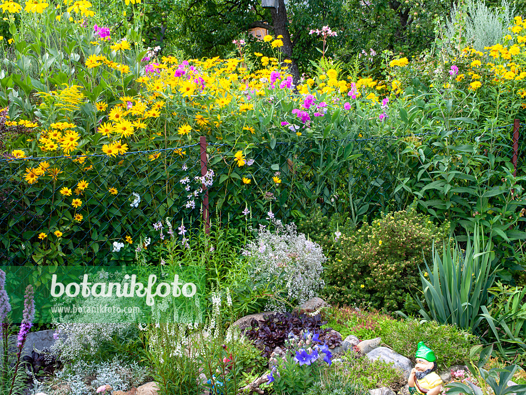 474436 - False sunflower (Heliopsis helianthoides) and sweet pea (Lathyrus odoratus)