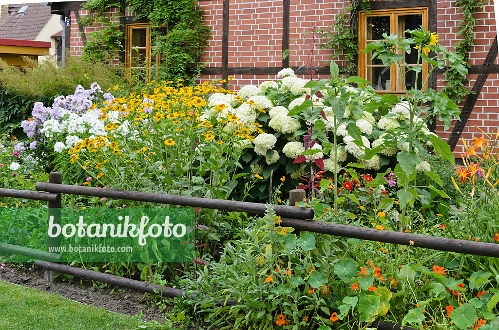 522114 - False sunflower (Heliopsis helianthoides), tree hydrangea (Hydrangea arborescens) and garden nasturtium (Tropaeolum majus)