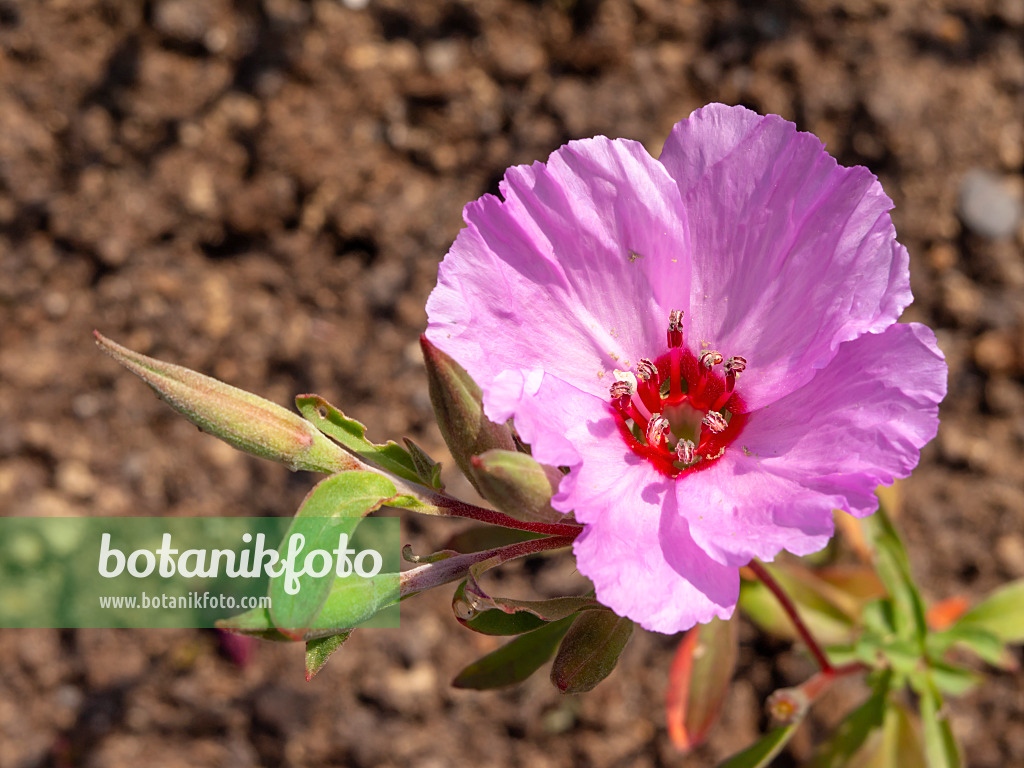 427151 - Farewell to spring (Clarkia amoena)