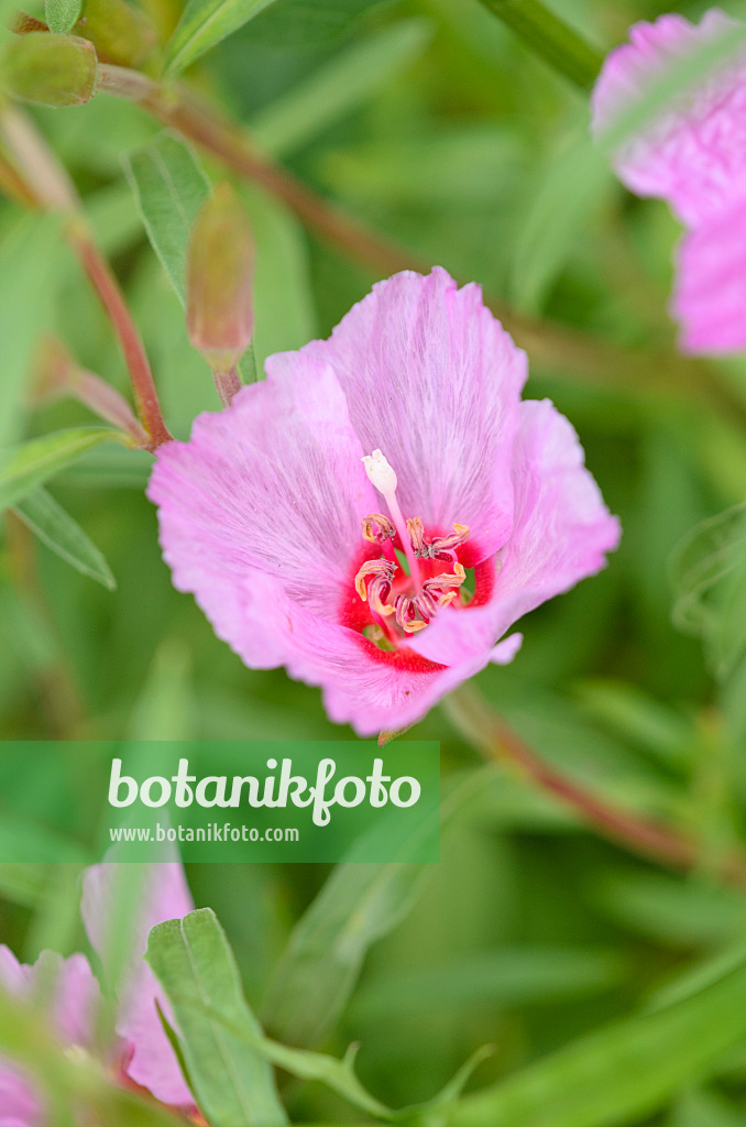 521469 - Farewell to spring (Clarkia amoena)