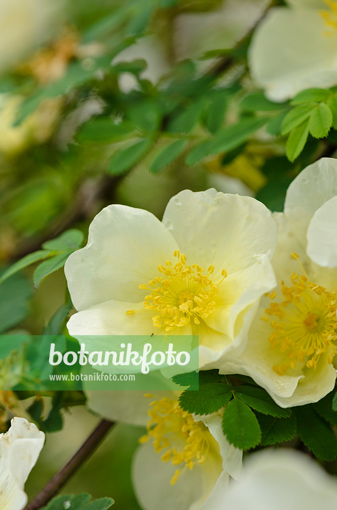 520461 - Father Hugo's rose (Rosa hugonis syn. Rosa xanthina 'Hugonis')