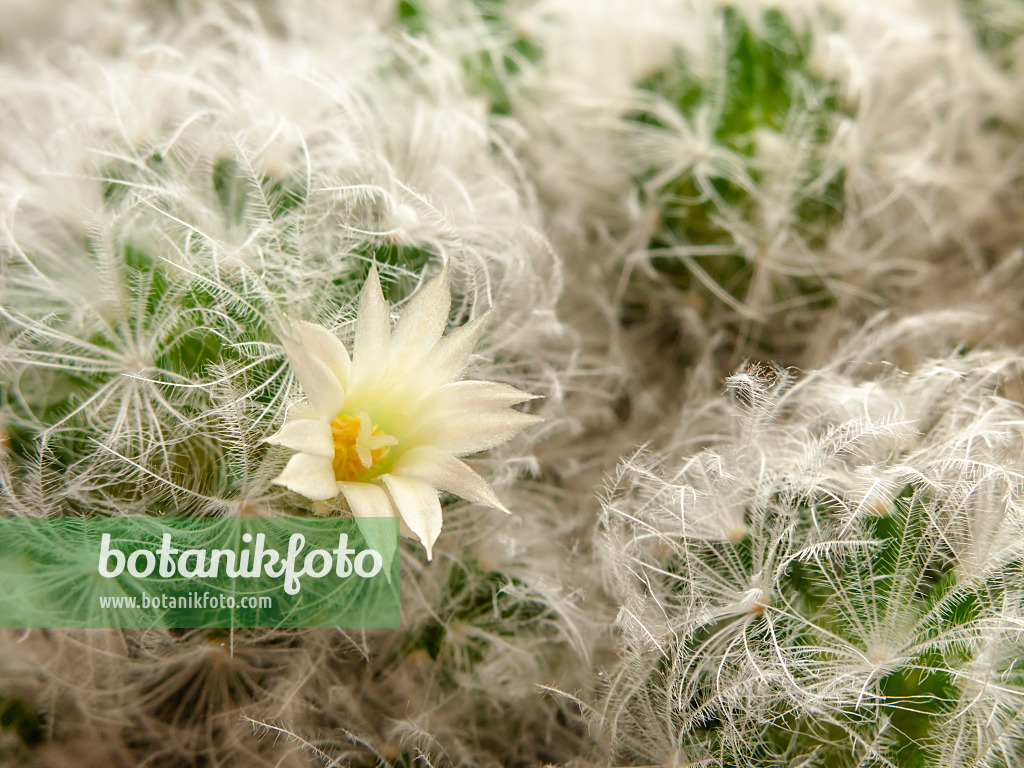 432158 - Feather cactus (Mammillaria plumosa)