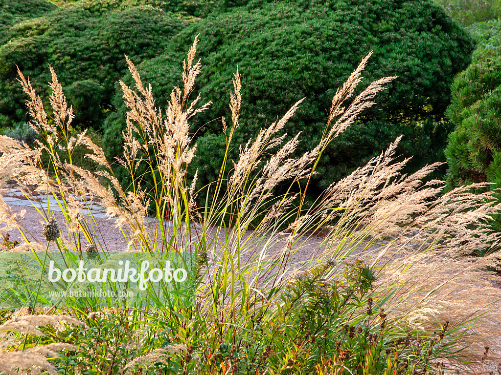 451050 - Feather grass (Stipa calamagrostis syn. Achnatherum calamagrostis)