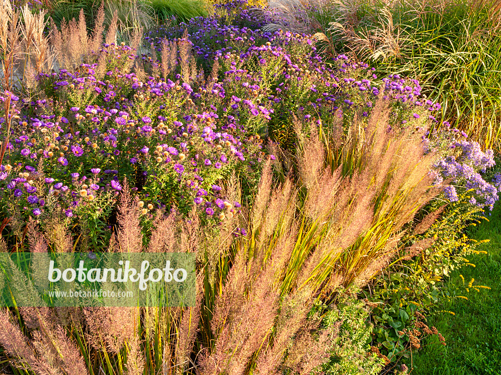 464092 - Feather reed grass (Calamagrostis arundinacea var. brachytricha syn. Achnatherum brachytricha) and aster (Aster)