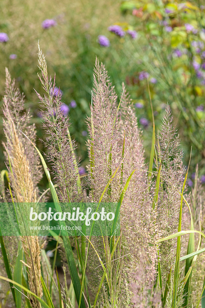 575033 - Feather reed grass (Calamagrostis arundinacea var. brachytricha syn. Achnatherum brachytricha)