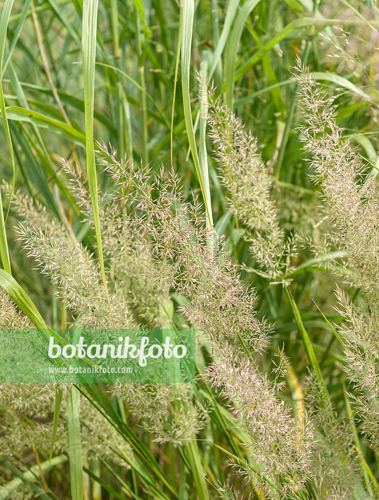 575034 - Feather reed grass (Calamagrostis arundinacea var. brachytricha syn. Achnatherum brachytricha)