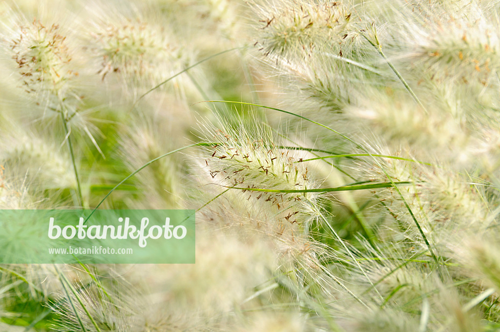 475064 - Feathertop grass (Pennisetum villosum)