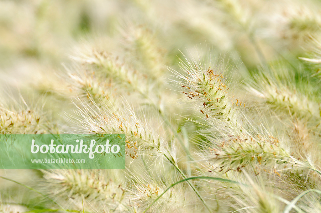 475065 - Feathertop grass (Pennisetum villosum)