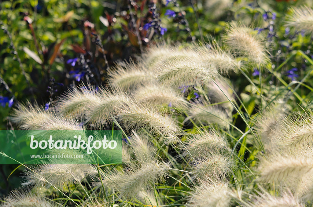 571081 - Feathertop grass (Pennisetum villosum)