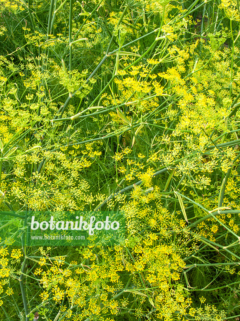 427240 - Fennel (Foeniculum vulgare)