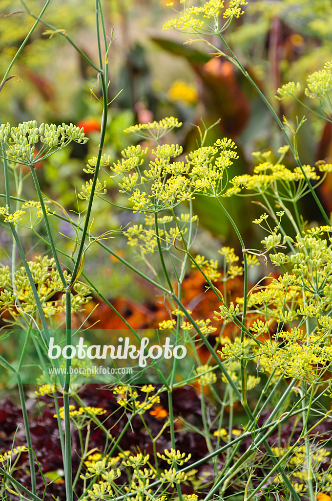 488112 - Fennel (Foeniculum vulgare)