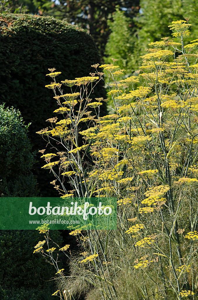 534444 - Fennel (Foeniculum vulgare)