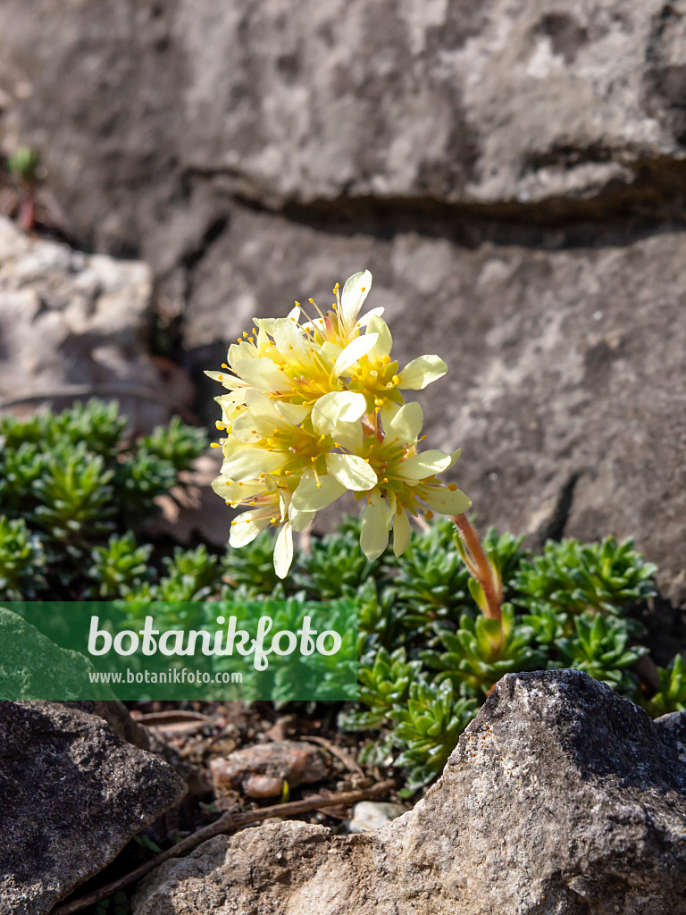 436128 - Ferdinand saxifrage (Saxifraga ferdinandi-coburgi)