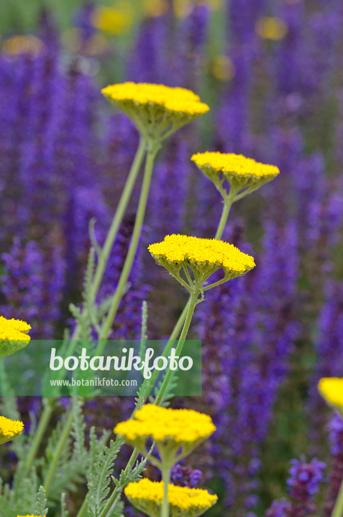 485122 - Fernleaf yarrow (Achillea filipendulina 'Coronation Gold') and woodland sage (Salvia nemorosa)