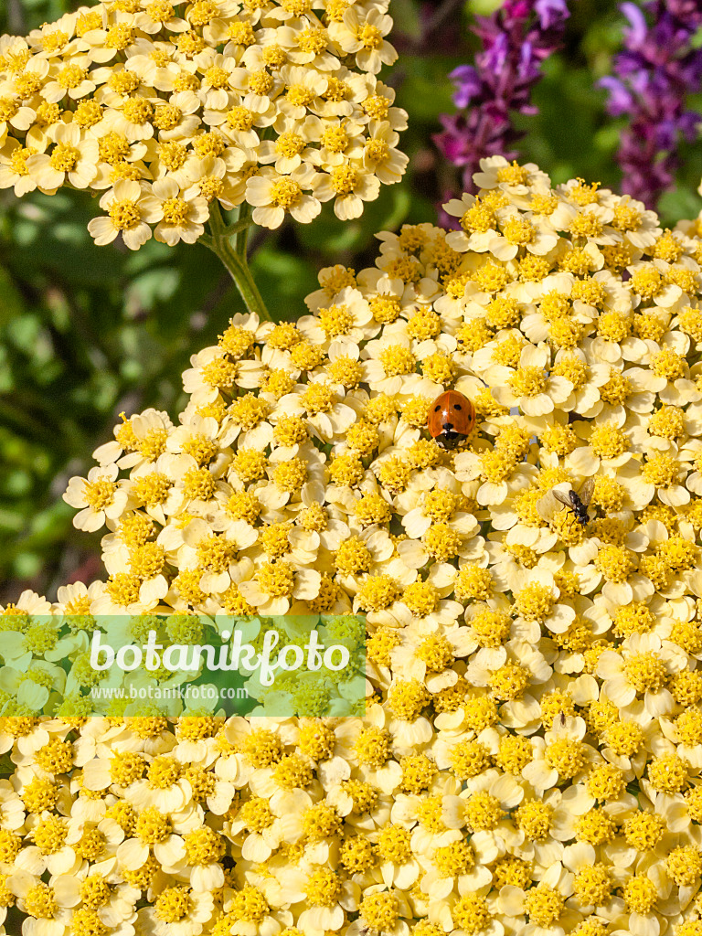 415004 - Fernleaf yarrow (Achillea filipendulina 'Hella Glasshoff') and ladybird (Coccinella)