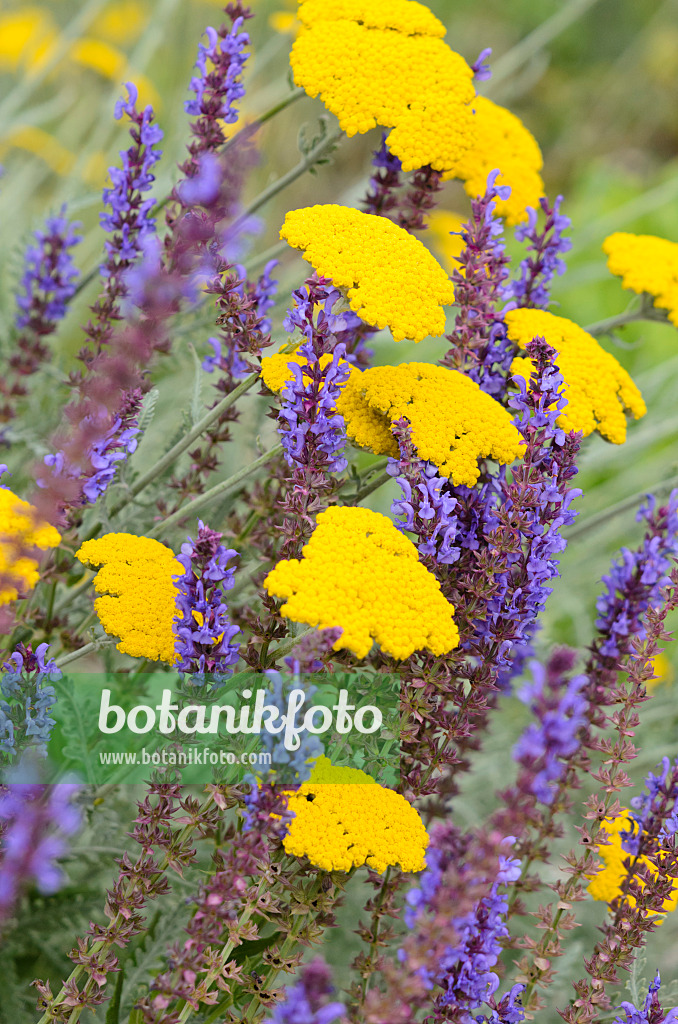 534098 - Fernleaf yarrow (Achillea filipendulina) and woodland sage (Salvia nemorosa)