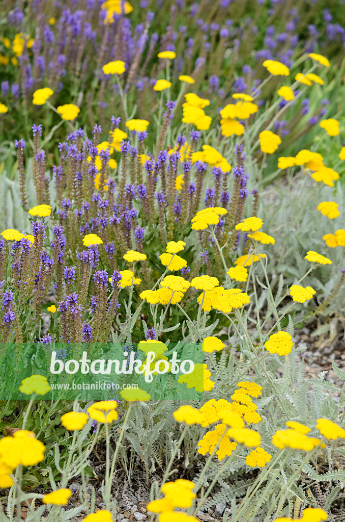 534099 - Fernleaf yarrow (Achillea filipendulina) and woodland sage (Salvia nemorosa)