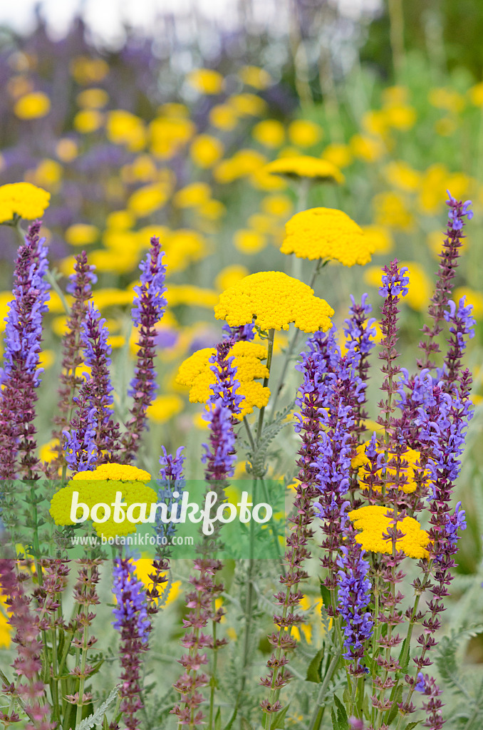 534100 - Fernleaf yarrow (Achillea filipendulina) and woodland sage (Salvia nemorosa)