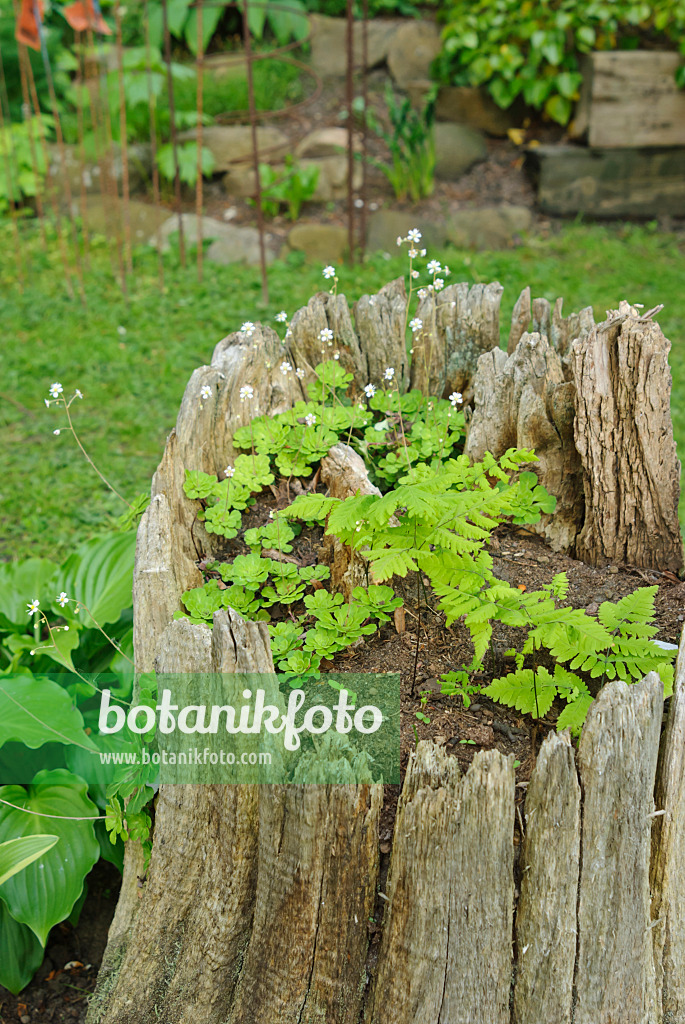 509160 - Ferns in a hollow tree stump filled with soil in a garden