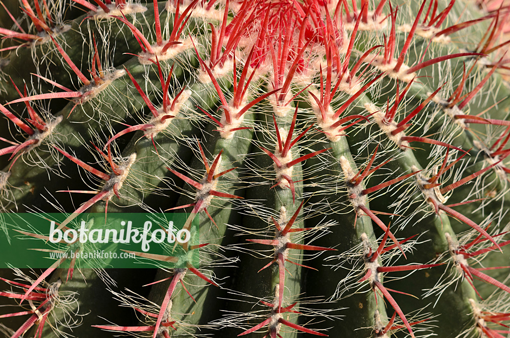 523208 - Ferocactus pilosus