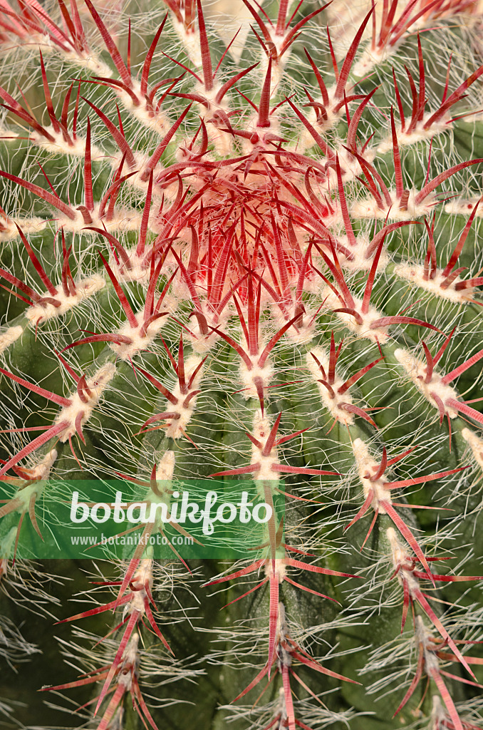 534334 - Ferocactus pilosus