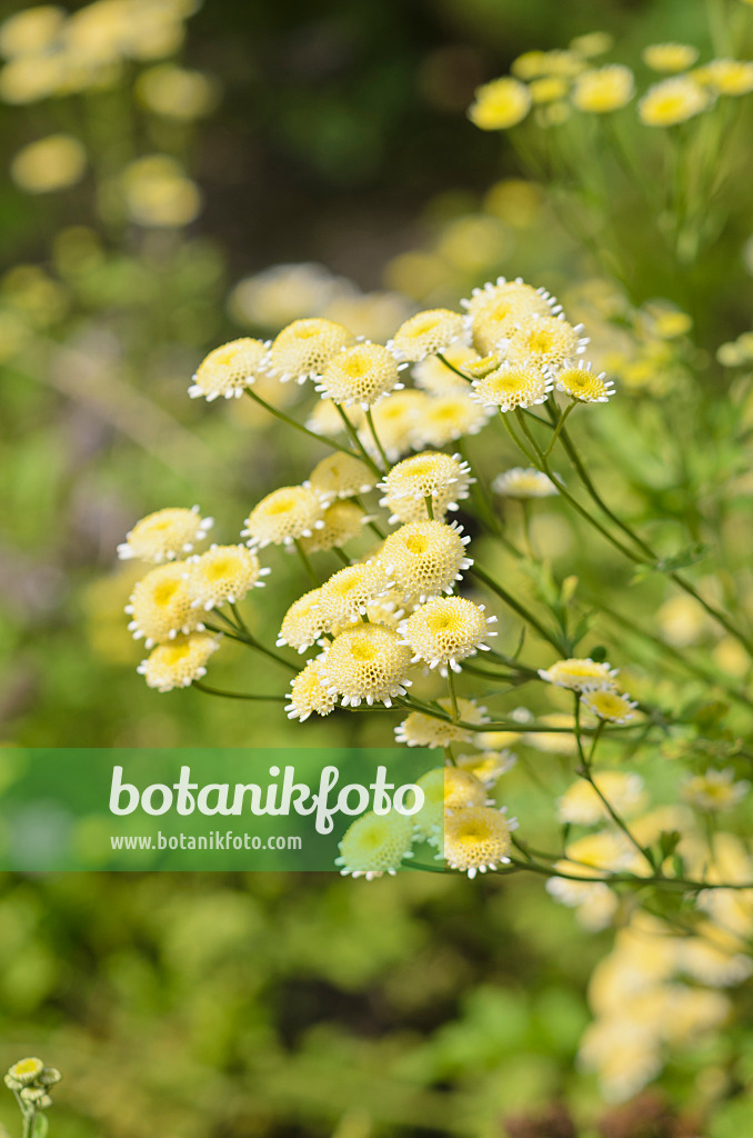 535201 - Feverfew (Tanacetum parthenium 'Plena')