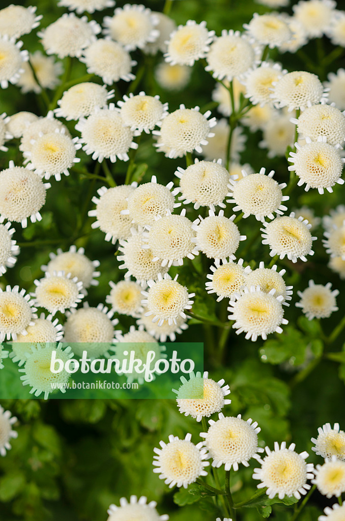 522081 - Feverfew (Tanacetum parthenium 'Selma Stern')