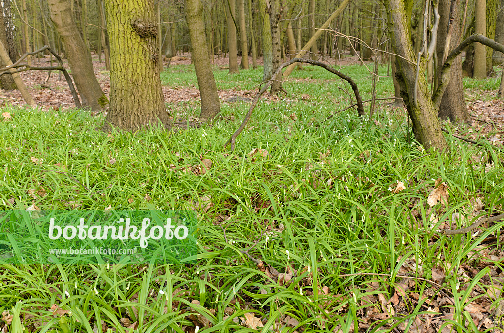 507073 - Few flowered leek (Allium paradoxum)