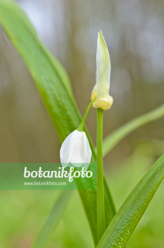 507075 - Few flowered leek (Allium paradoxum)