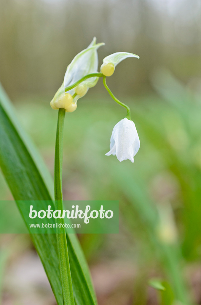 507076 - Few flowered leek (Allium paradoxum)