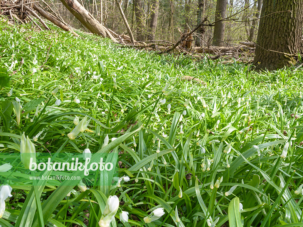 509205 - Few flowered leek (Allium paradoxum)