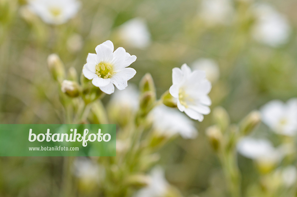 508390 - Field chickweed (Cerastium arvense)