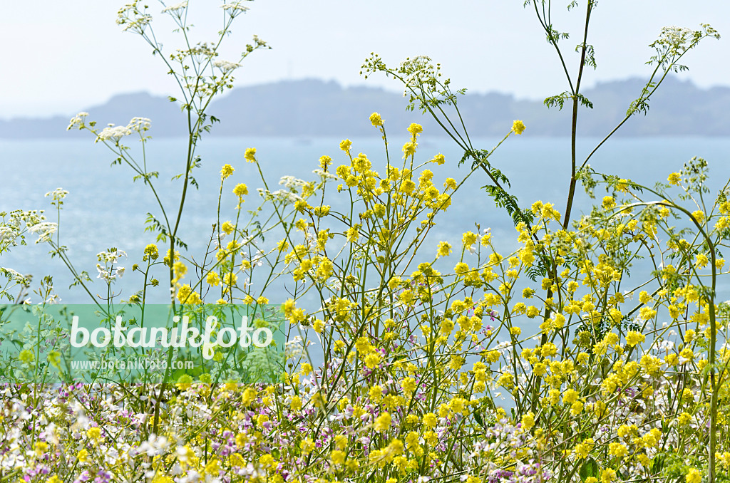 508459 - Field mustard (Brassica rapa)