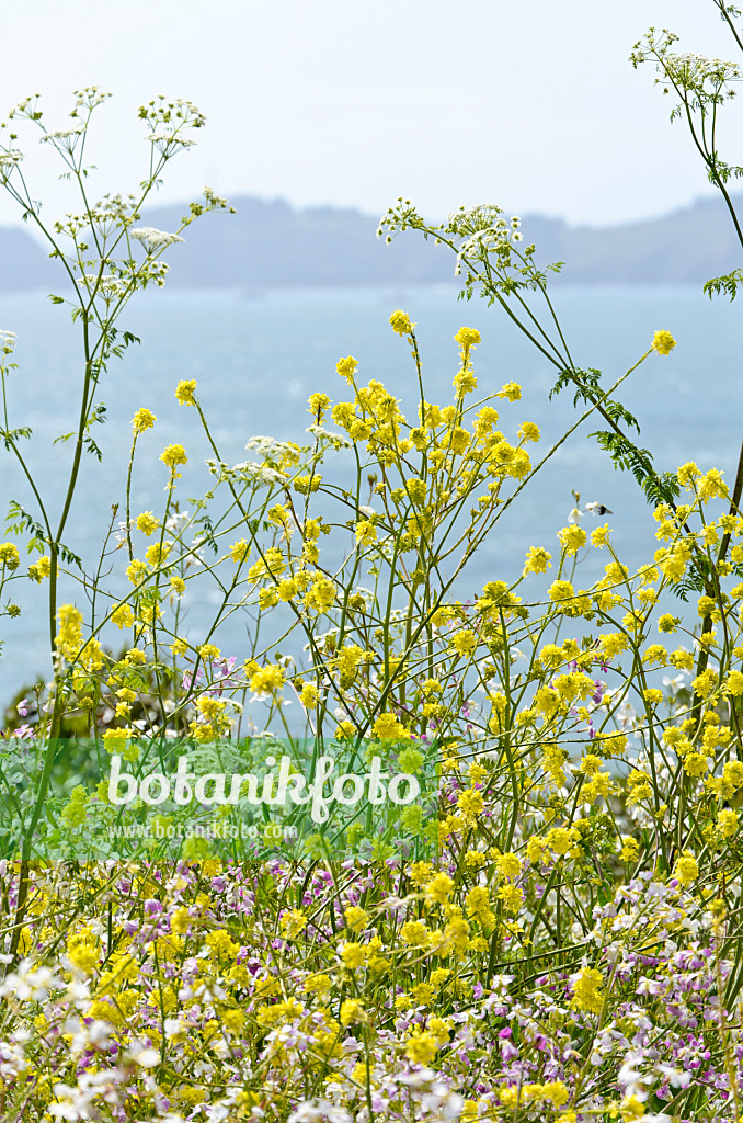 508460 - Field mustard (Brassica rapa)