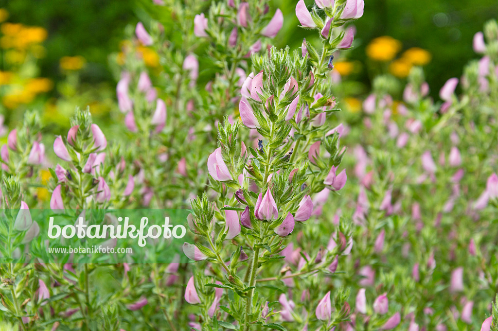 509214 - Field restharrow (Ononis arvensis)