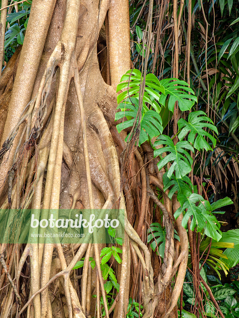 434274 - Fig (Ficus kerkhovenii) and Swiss cheese plant (Monstera deliciosa)