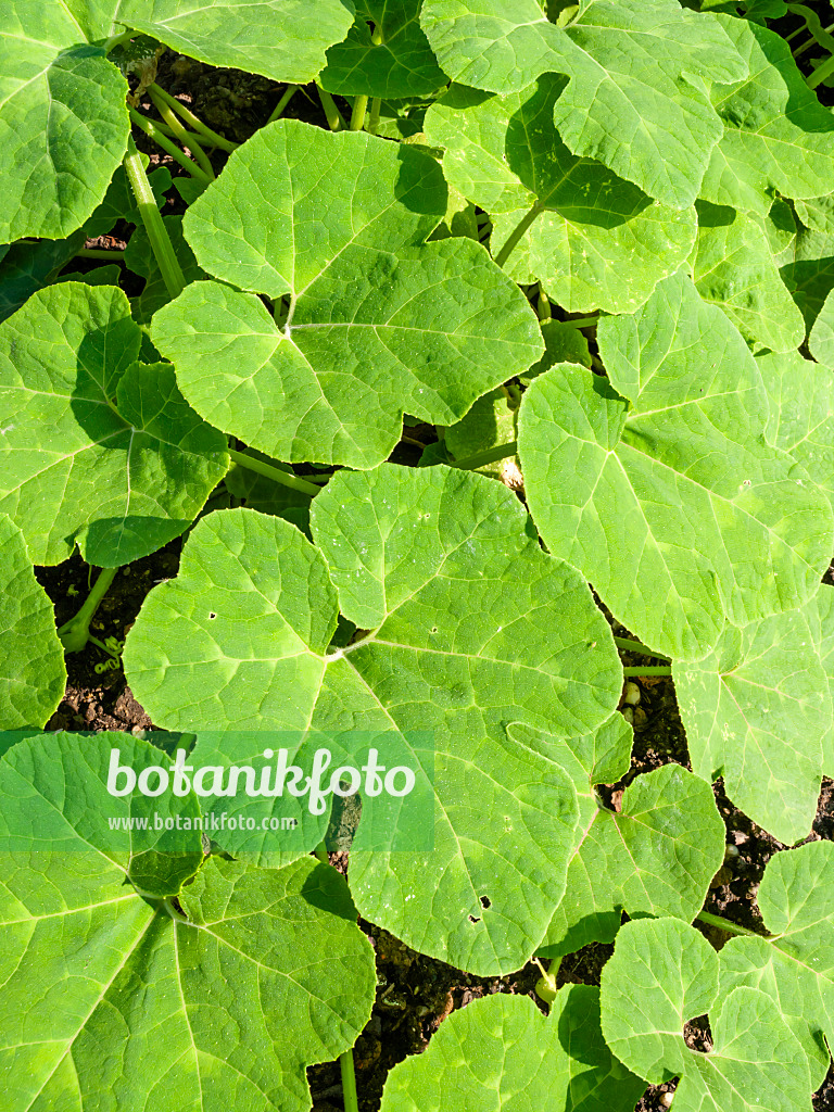 427031 - Fig-leaved squash (Cucurbita ficifolia)