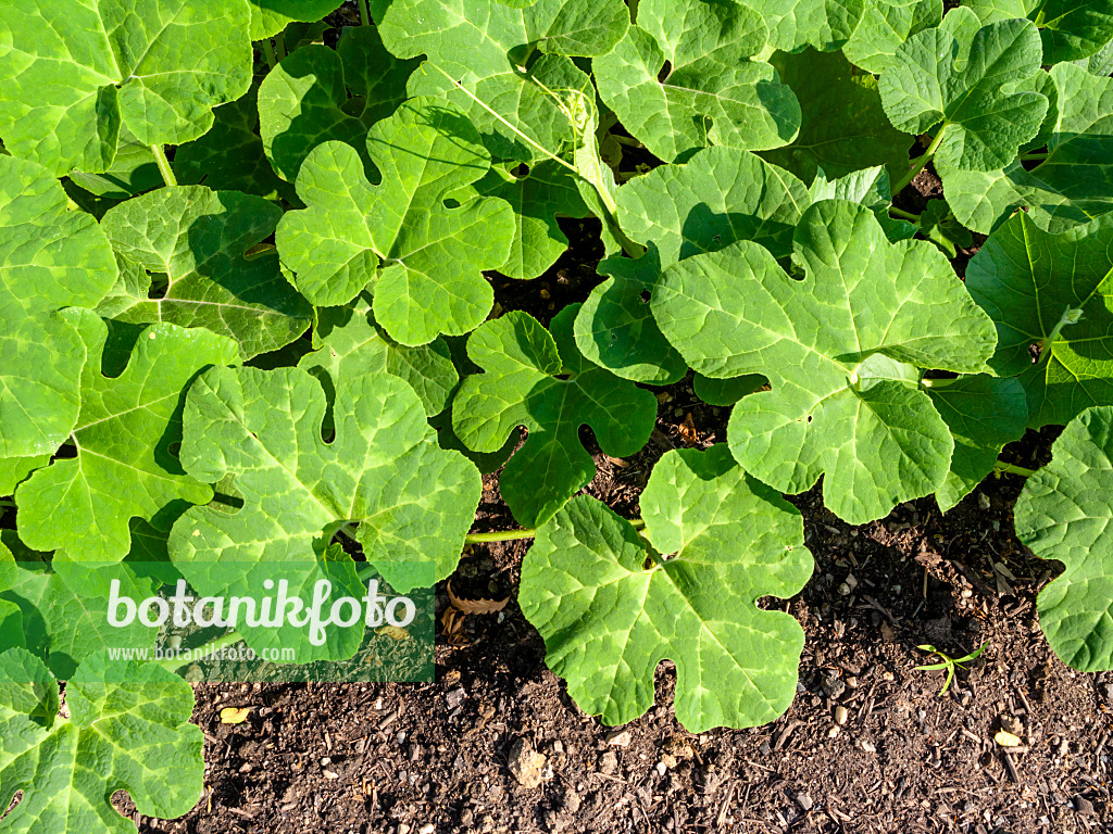 427032 - Fig-leaved squash (Cucurbita ficifolia)