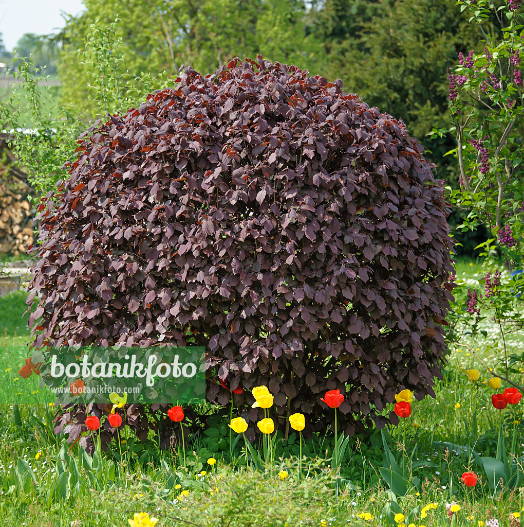 517165 - Filbert (Corylus maxima 'Purpurea') and tulips (Tulipa)