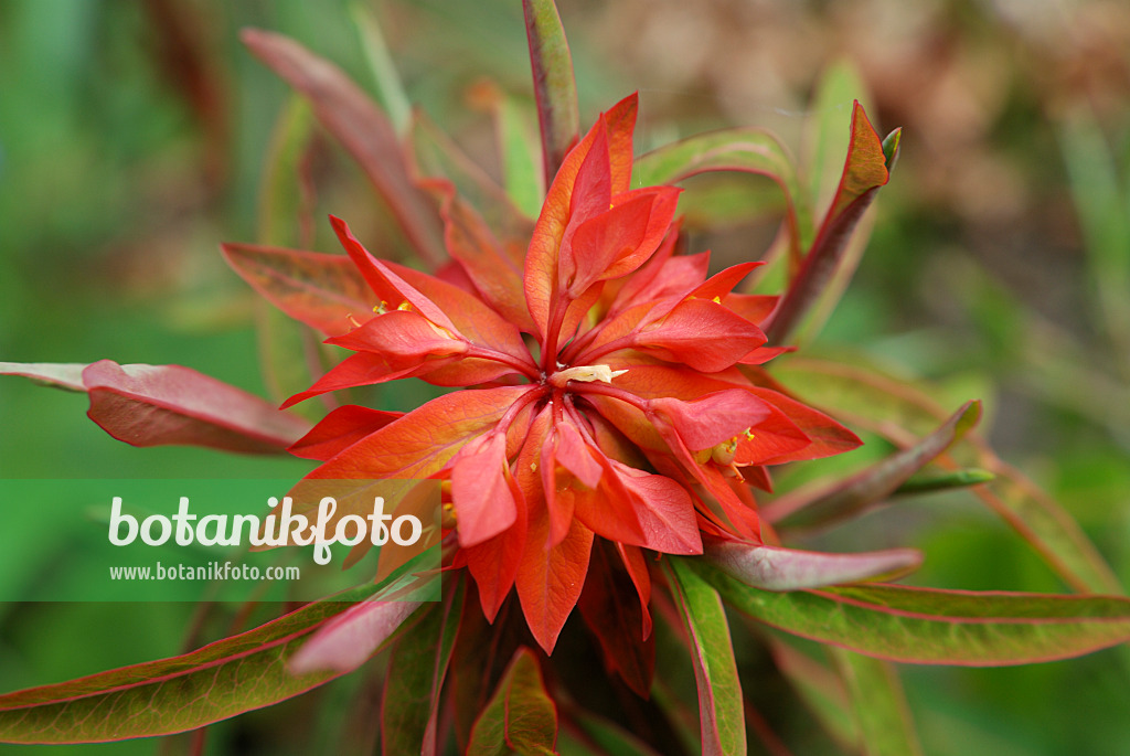 471164 - Fireglow spurge (Euphorbia griffithii 'Dixter')