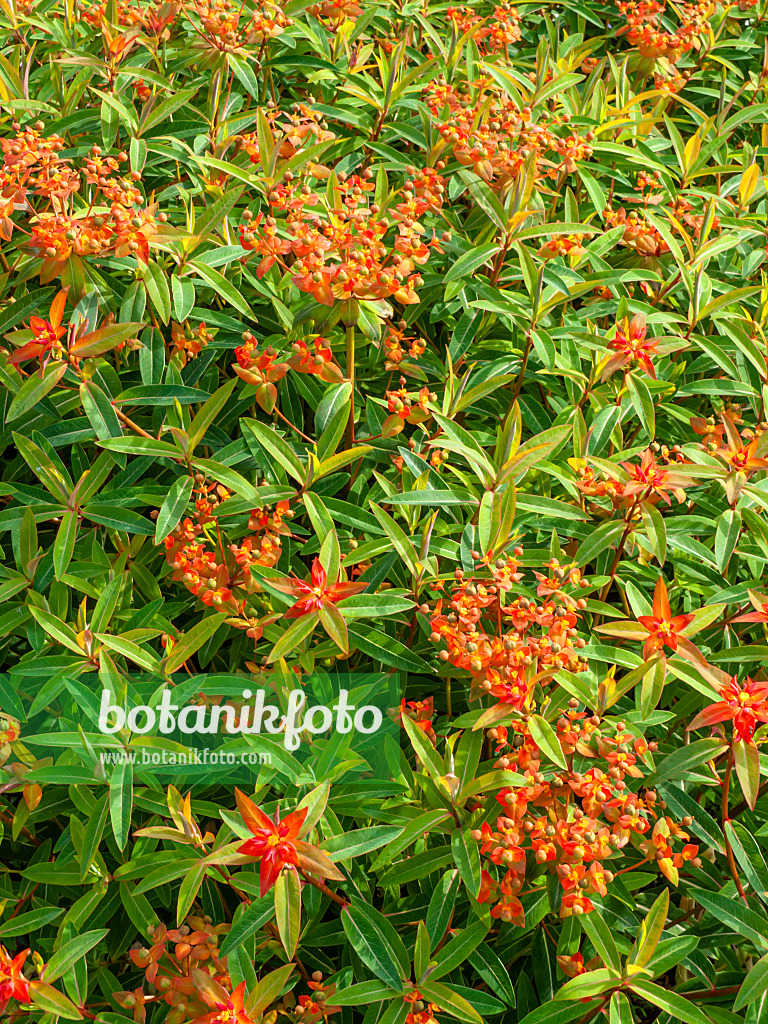 426073 - Fireglow spurge (Euphorbia griffithii 'Fireglow')