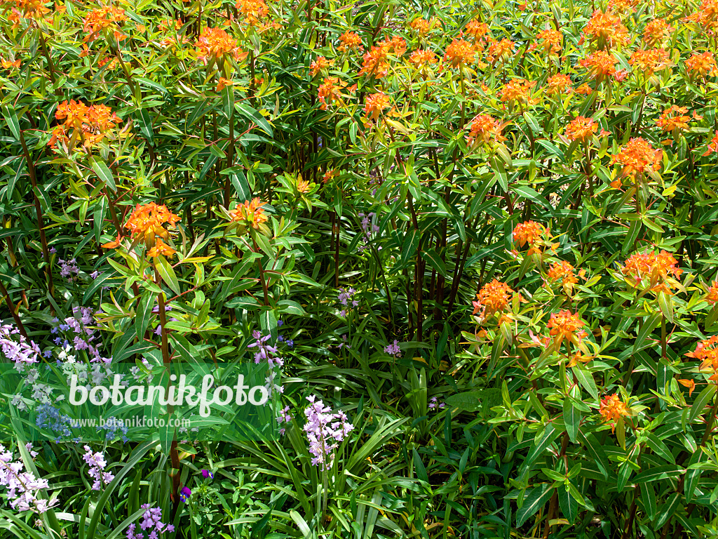 437439 - Fireglow spurge (Euphorbia griffithii 'Fireglow')