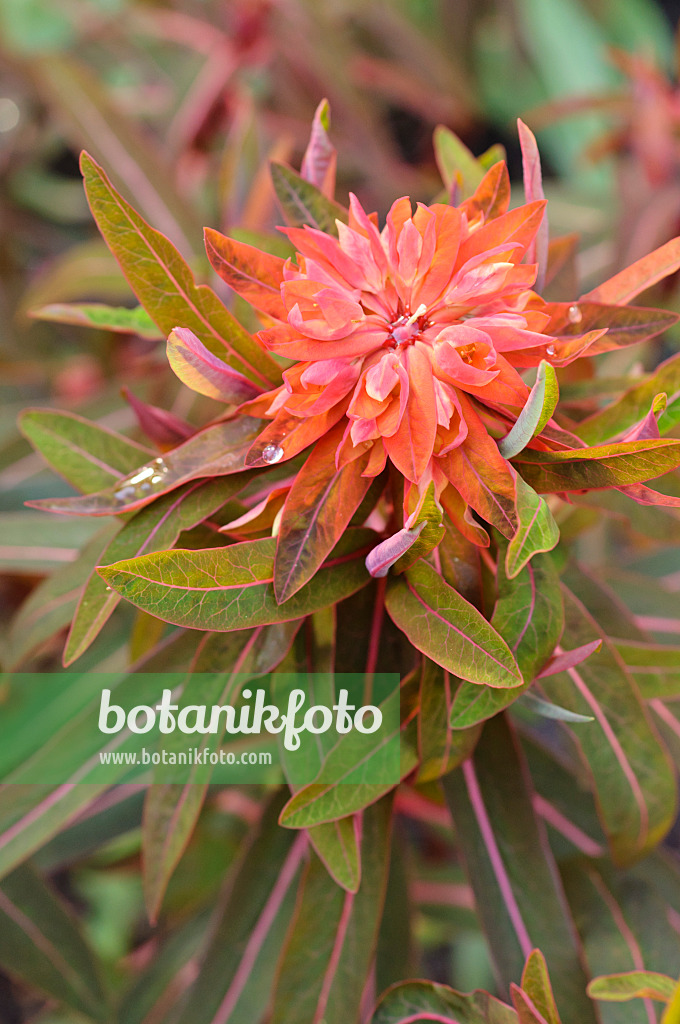 471234 - Fireglow spurge (Euphorbia griffithii 'Fireglow')