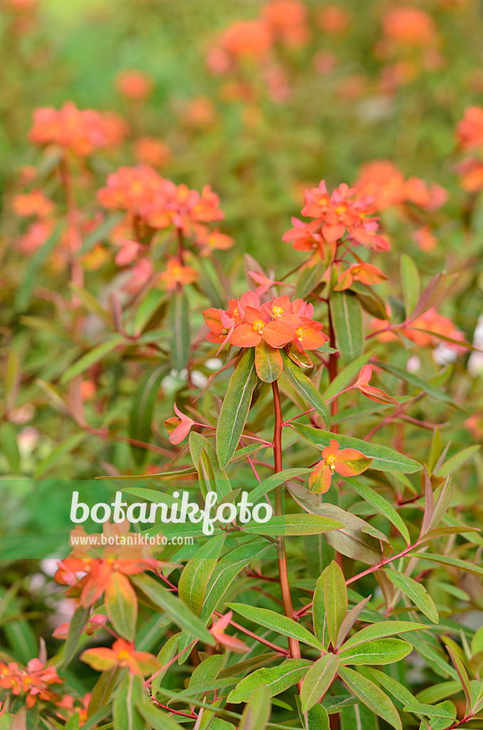 520305 - Fireglow spurge (Euphorbia griffithii 'Fireglow')